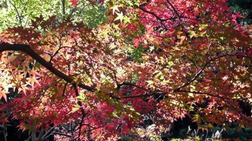 紅葉　自然文化園