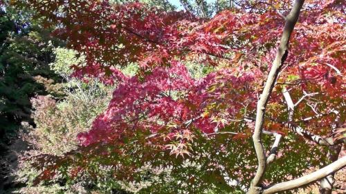 紅葉　自然文化園
