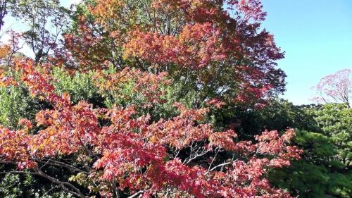 紅葉　日本庭園