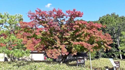 紅葉　日本庭園