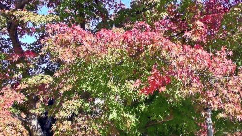 紅葉　日本庭園