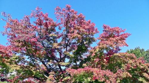 紅葉　日本庭園