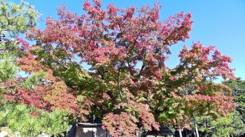 紅葉　日本庭園