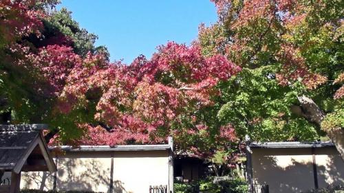 紅葉　日本庭園