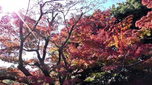 紅葉　日本庭園