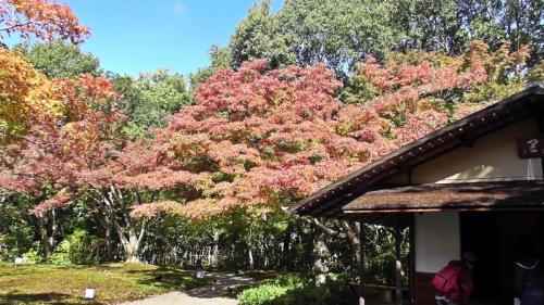 紅葉　日本庭園