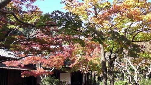 紅葉　日本庭園