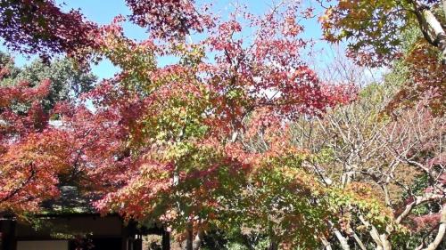紅葉　日本庭園