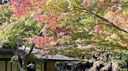 紅葉　日本庭園