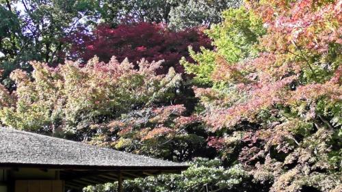 紅葉　日本庭園