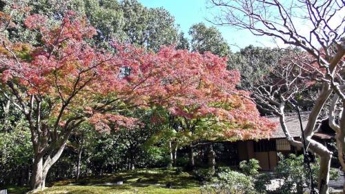 紅葉　日本庭園