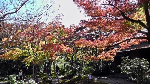 紅葉　日本庭園