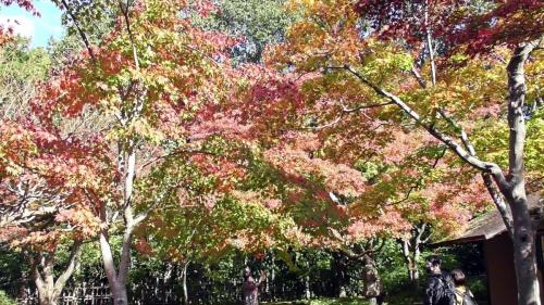 紅葉　日本庭園