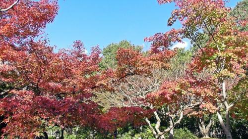 紅葉　日本庭園