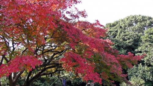 紅葉　日本庭園