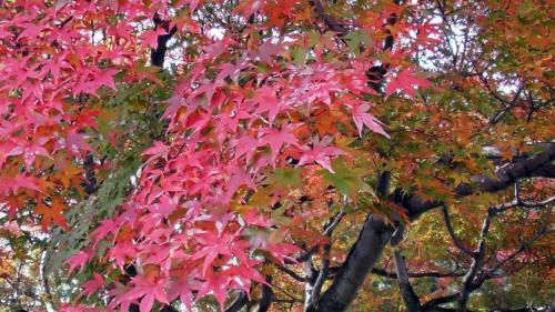 紅葉　日本庭園