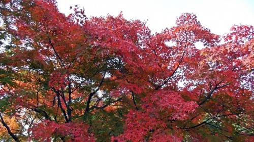 紅葉　日本庭園