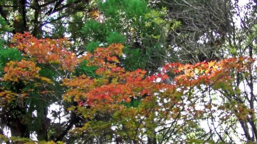 紅葉　日本庭園