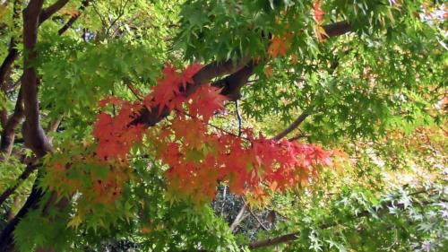 紅葉　日本庭園