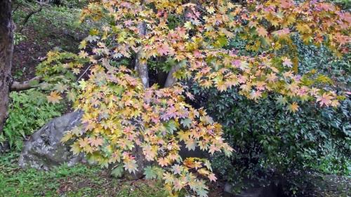 紅葉　日本庭園