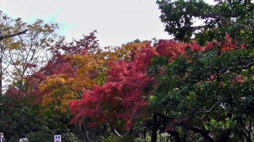 紅葉　日本庭園