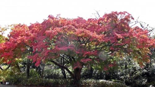 紅葉　日本庭園