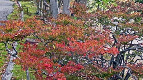 紅葉　日本庭園