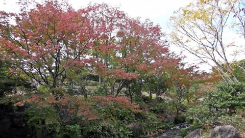 紅葉　日本庭園