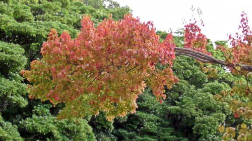 紅葉　日本庭園