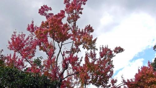 紅葉　日本庭園