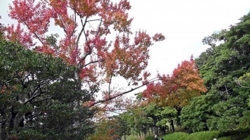 紅葉　日本庭園