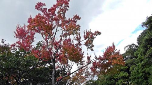 紅葉　日本庭園