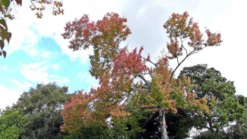 紅葉　日本庭園