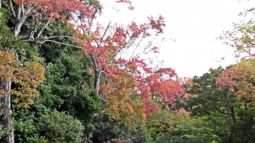 紅葉　日本庭園