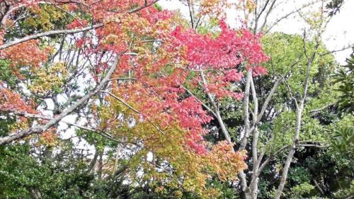 紅葉　日本庭園