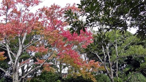 紅葉　日本庭園