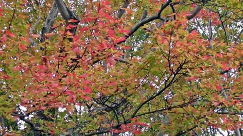 紅葉　日本庭園