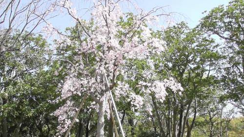 桜　日本庭園