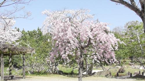 桜　日本庭園