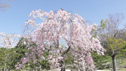 桜　日本庭園