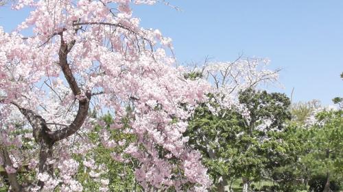 桜　日本庭園