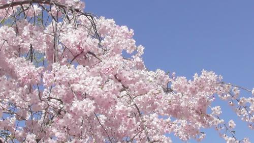 桜　日本庭園