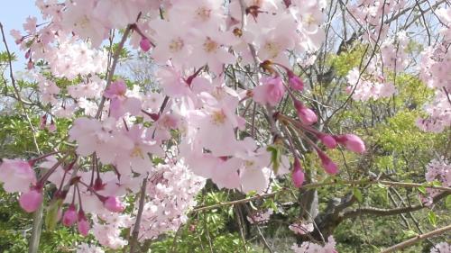 桜　日本庭園