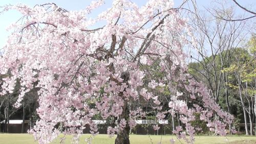 桜　日本庭園
