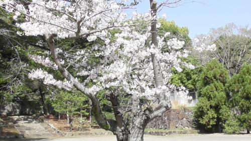 桜　日本庭園