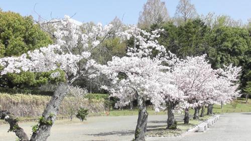桜　日本庭園