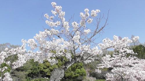 桜　日本庭園