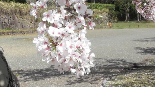 桜　日本庭園