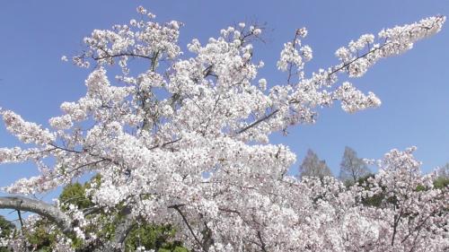 桜　日本庭園