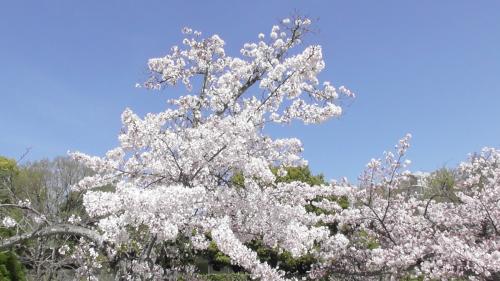 桜　日本庭園